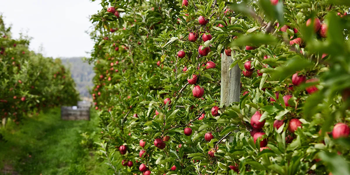 huon-valley-apple-cider-vinegar-apples