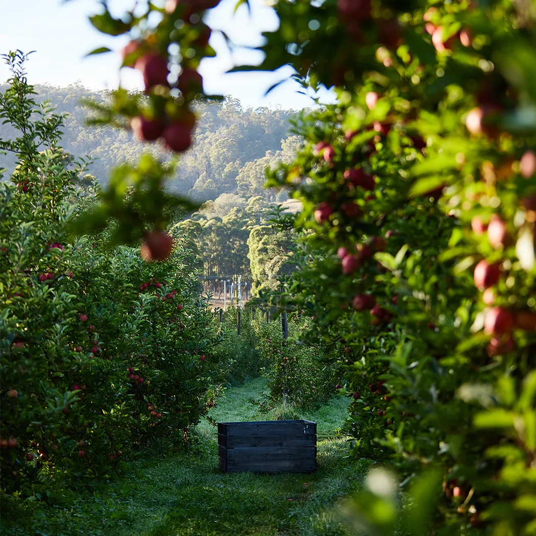 huon-valley-organic-apples-tasmania