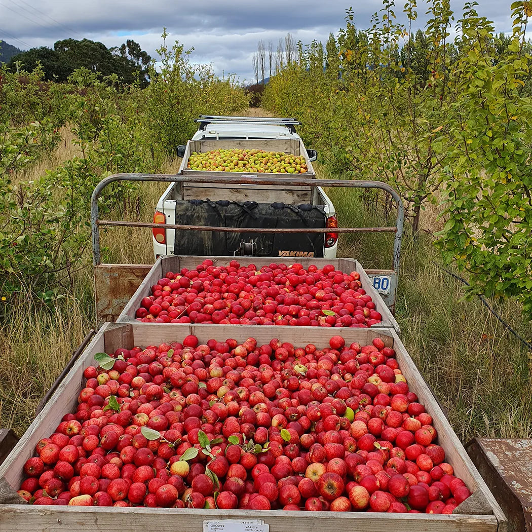 process-of-making-apple-cider-vinegar-tasmania-